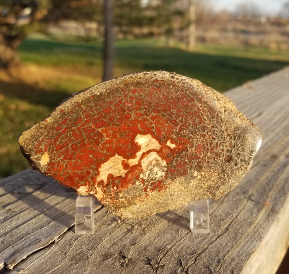 Great Red Deep Cell Agatized Dinosaur Gem Bone Polished Slab Specimen Display
