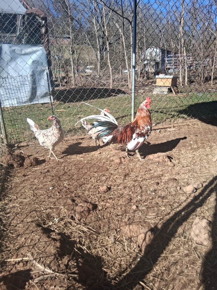 6 +Spangled Hatch Pure Hatching Eggs