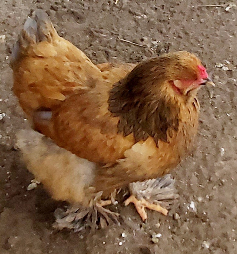 Blue Buff Columbia Brahma Hatching Eggs 8+