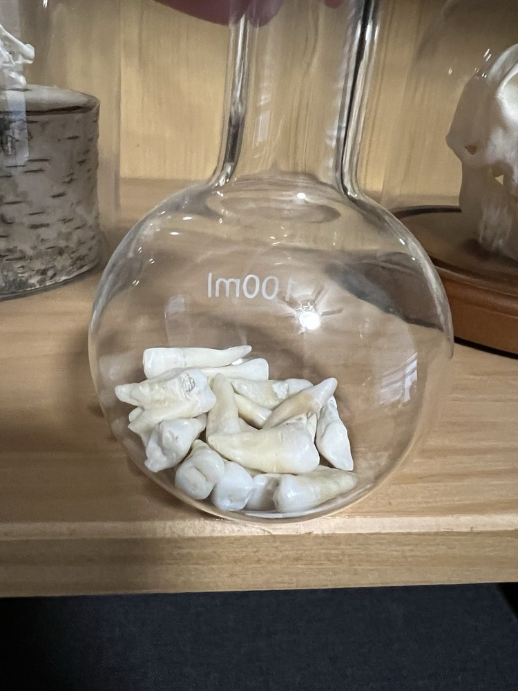 Curio Cabinet Bottle Of Teeth