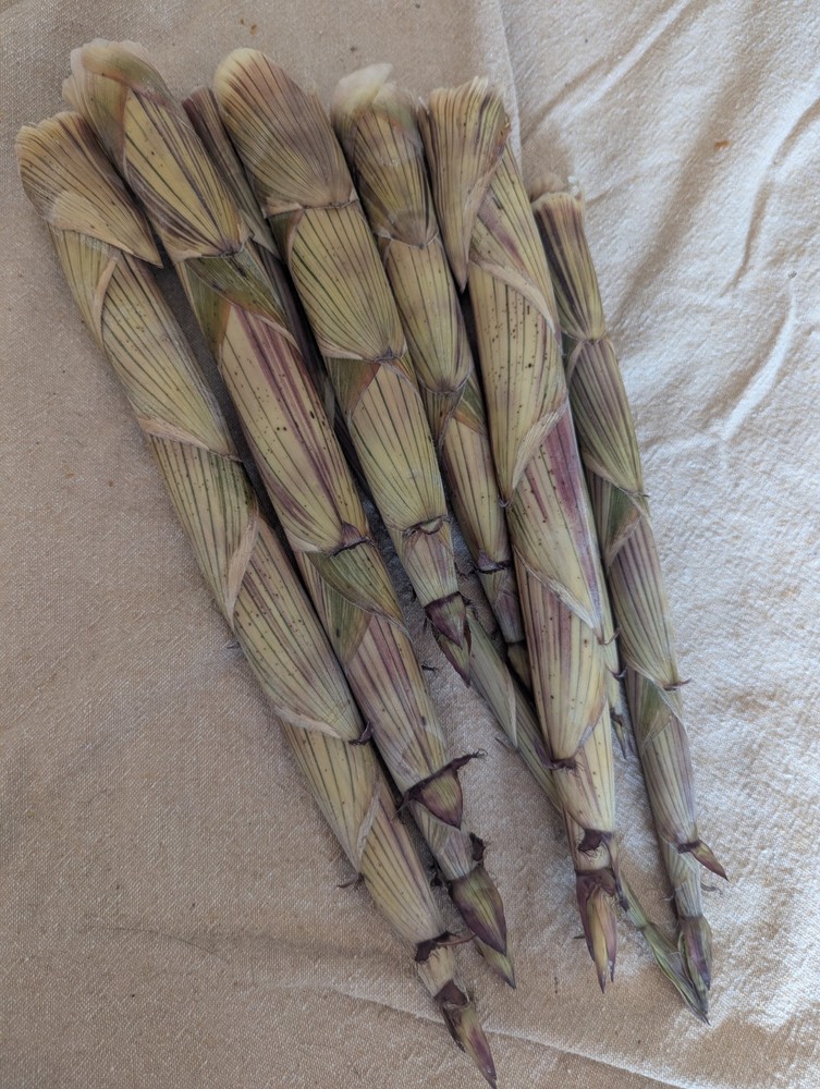 Bamboo Shoots