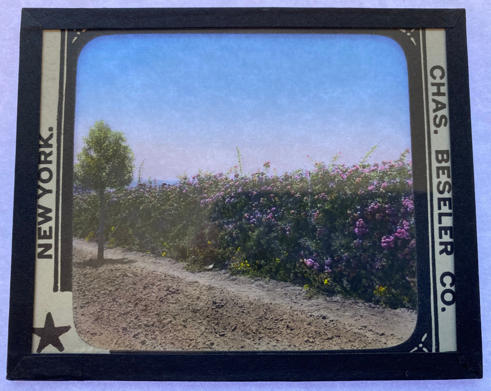 COLORED MAGIC LANTERN SLIDE ROSES CALIFORNIA 1900s