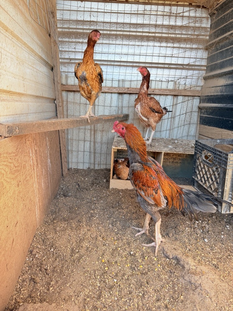 20g X Indian Chicken Hatching eggs