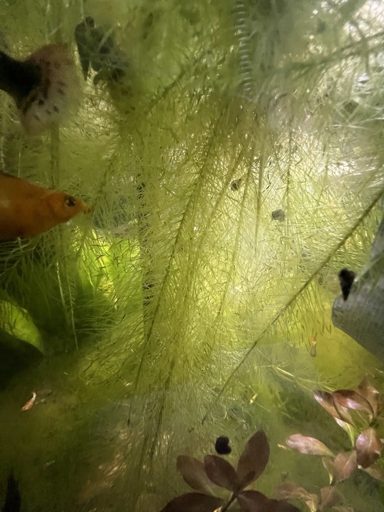 Water Lettuce (May Include RamsHorn Snails)