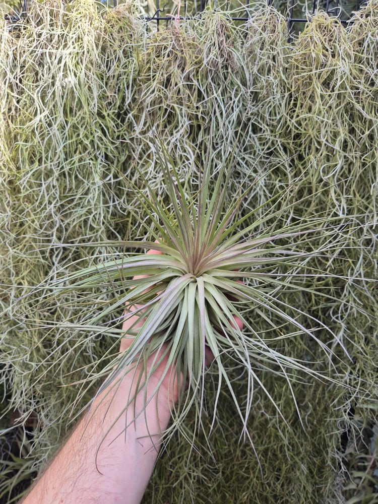 Tillandsia Houston Cotton Candy