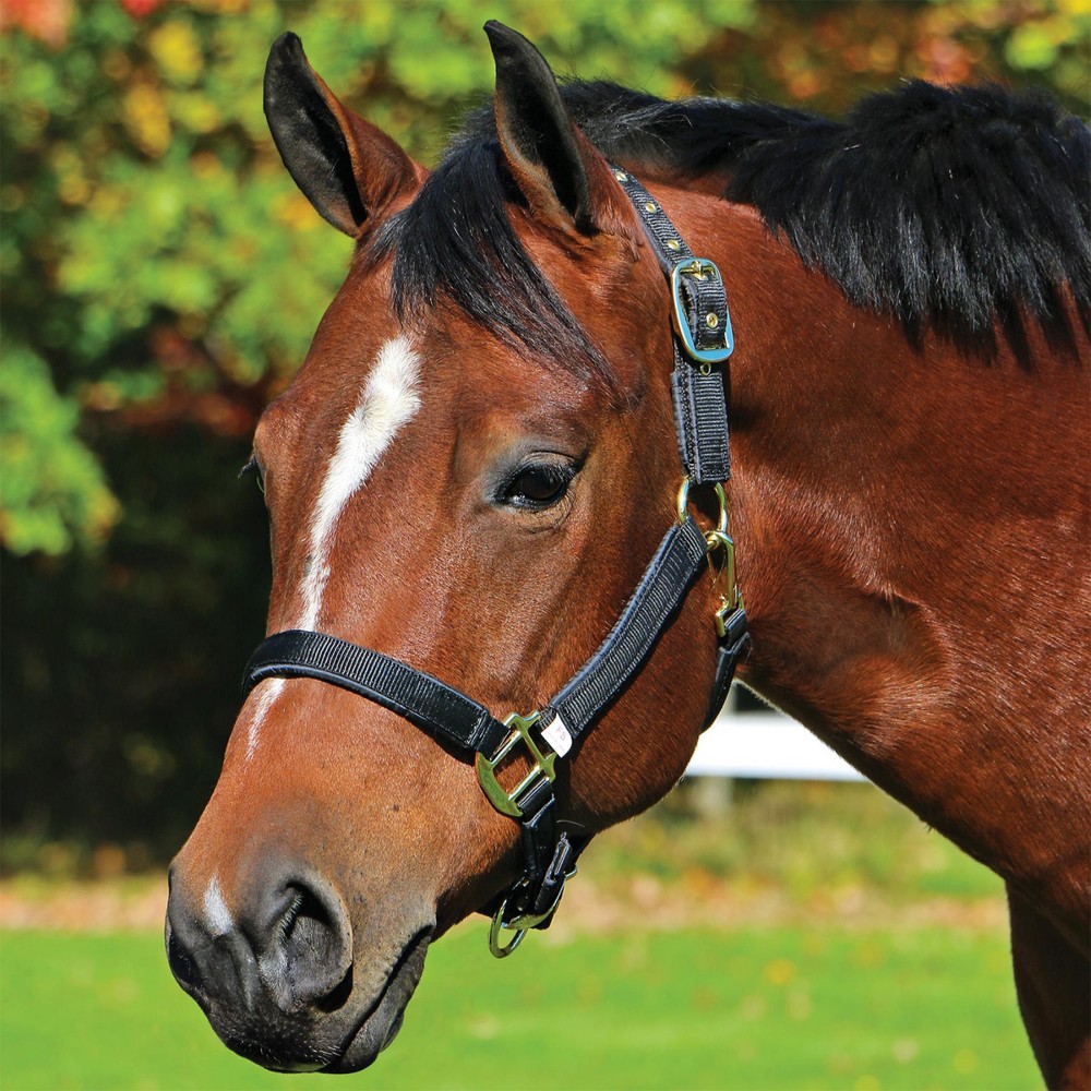 Dura-Tech® Deluxe Fully Padded Nylon Halter - Full Size