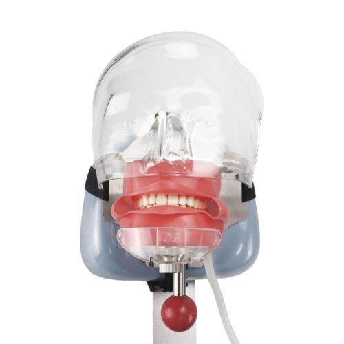 Dental Materials Oral Preparation Model Instruments Tools Simulation Head Molds