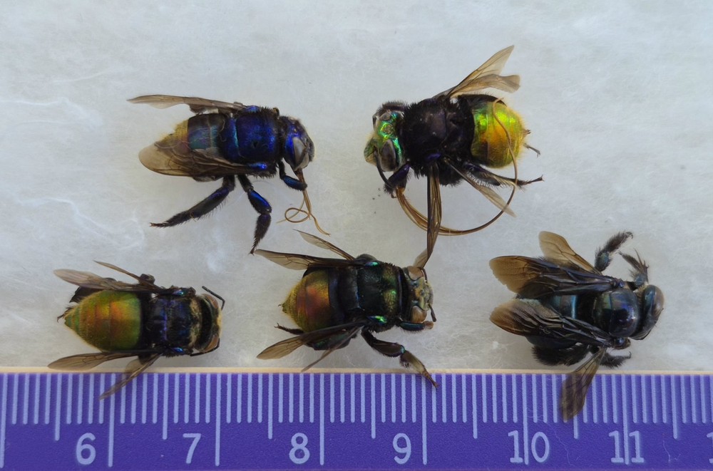 5 HYMENOPTERA APIDAE  EUGLOSSA SP. FROM SATIPO-PERU NEW ARRIVAL