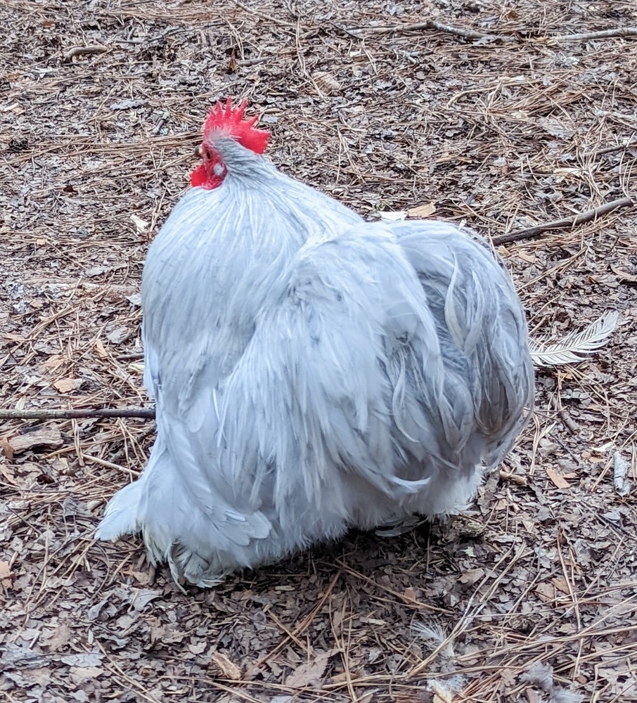 6+ Lavender (Self Blue) Bantam Cochin Hatching Eggs