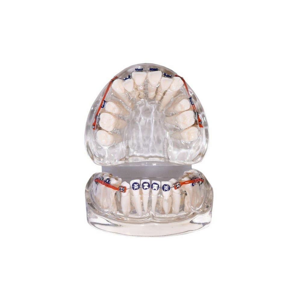 Redland B2-01 Dental Demonstration Teeth Educational Model