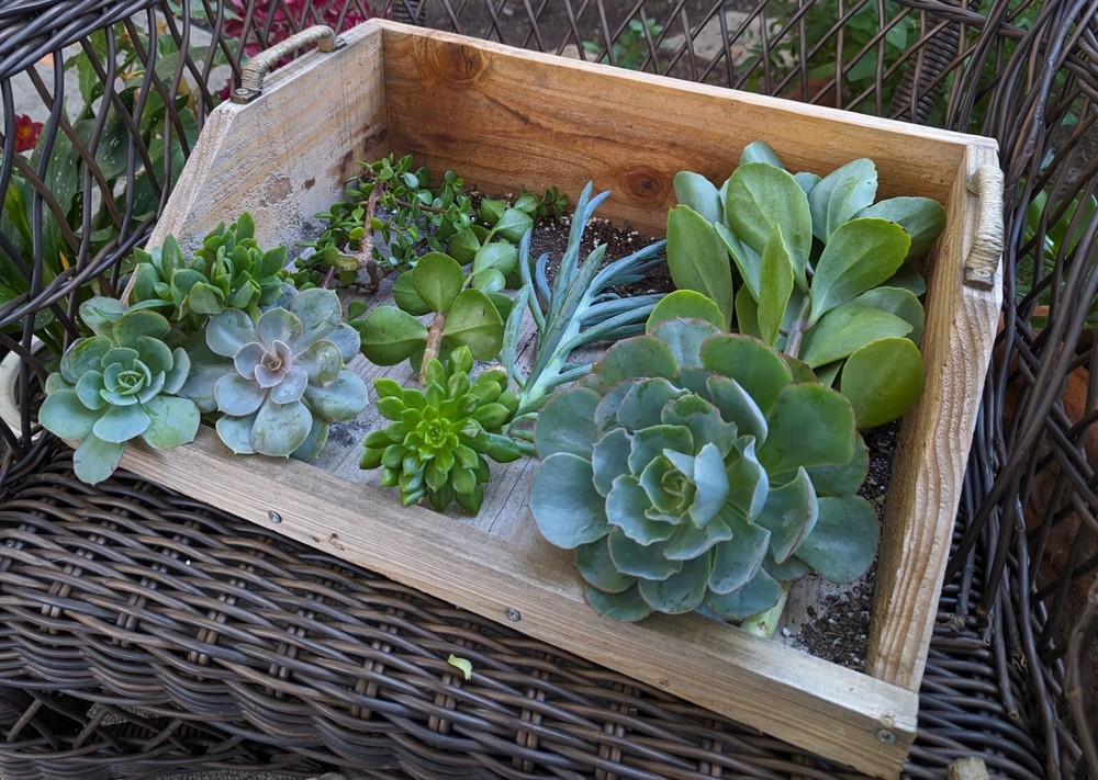 Wood Planting Tray