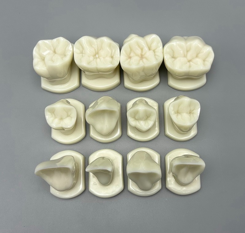 Comparison Carving Permanent Tooth Model Student Practice Study Tools