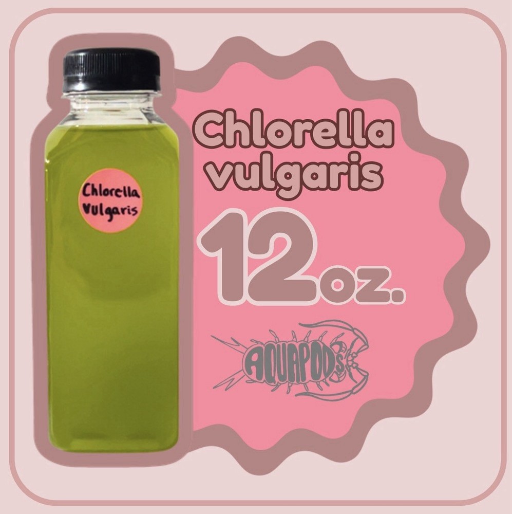 Chlorella vulgaris - algae culture - 12oz