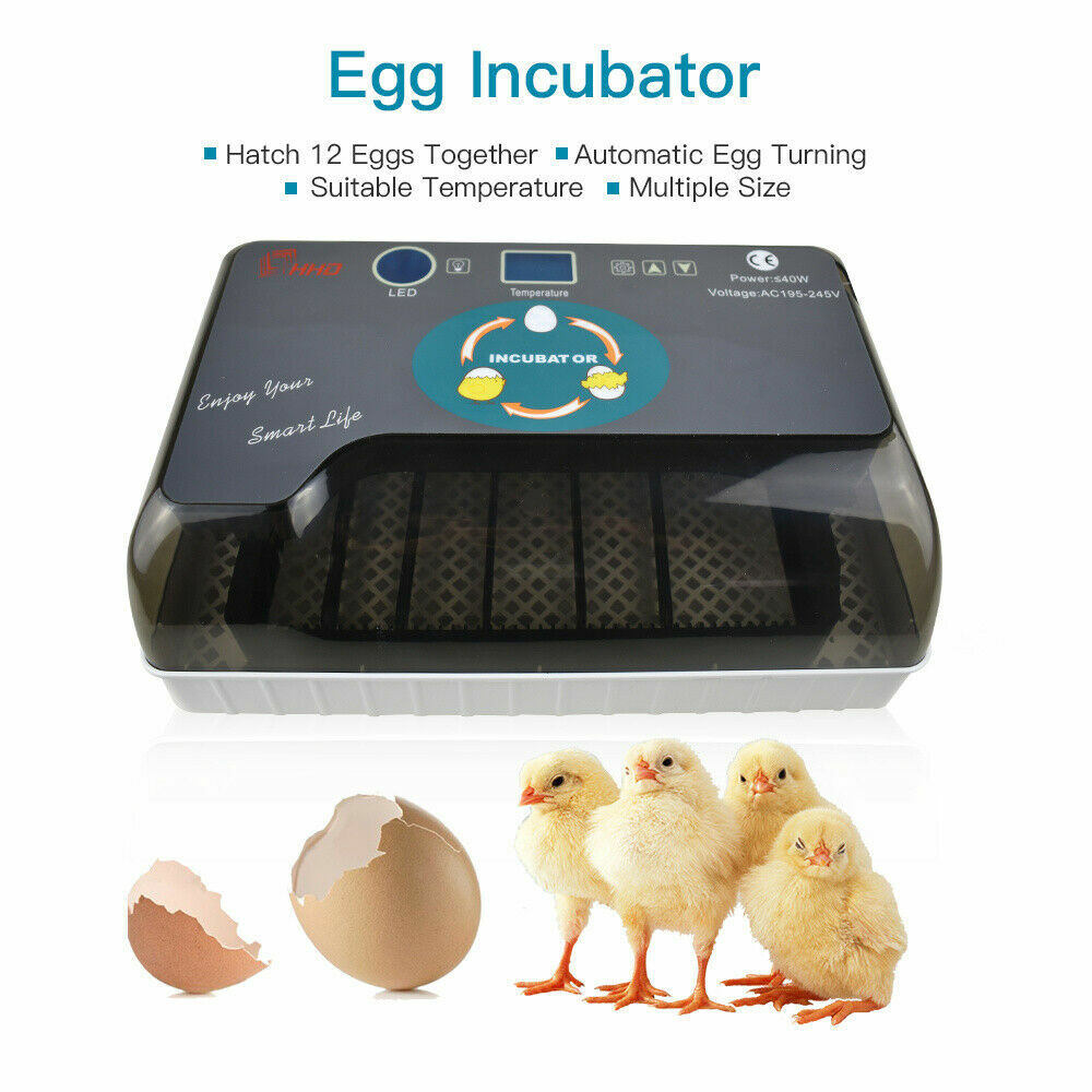 12 Eggs Mini Visual Egg Incubator Digital Egg Incubator w/Automatic Turning