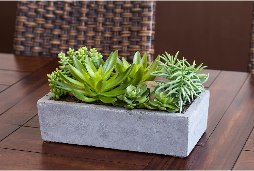 Succulent Garden with Concrete Planter