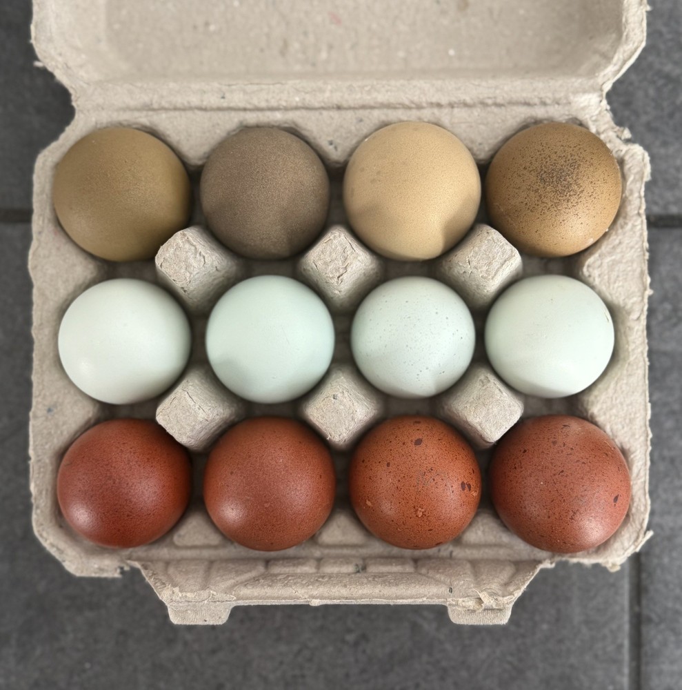 12 BBS Copper Marans And Multi Gen Olive Egger Hatching Eggs