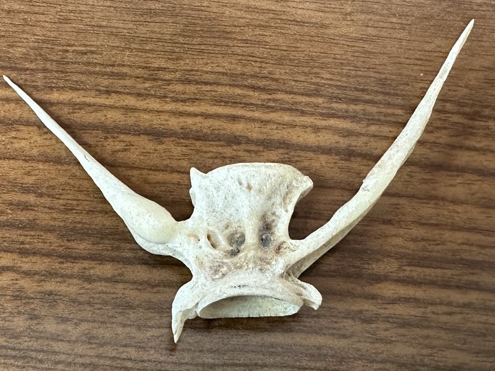 Fish Vertebrae Over 3” Long