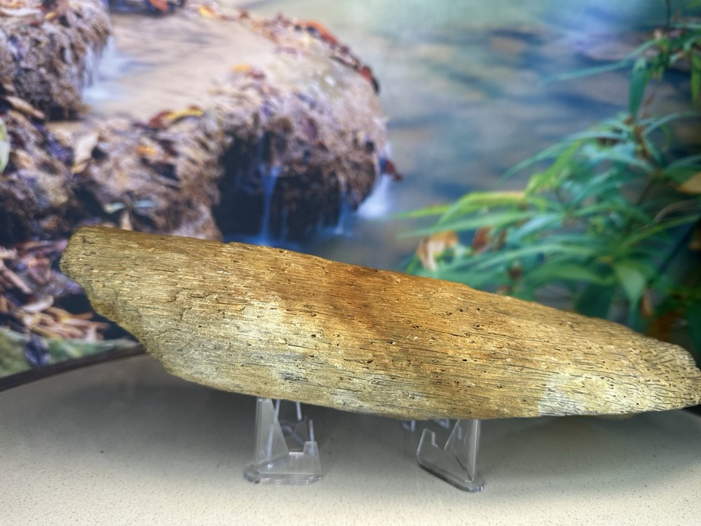 unique Petrified Palm Wood Slab