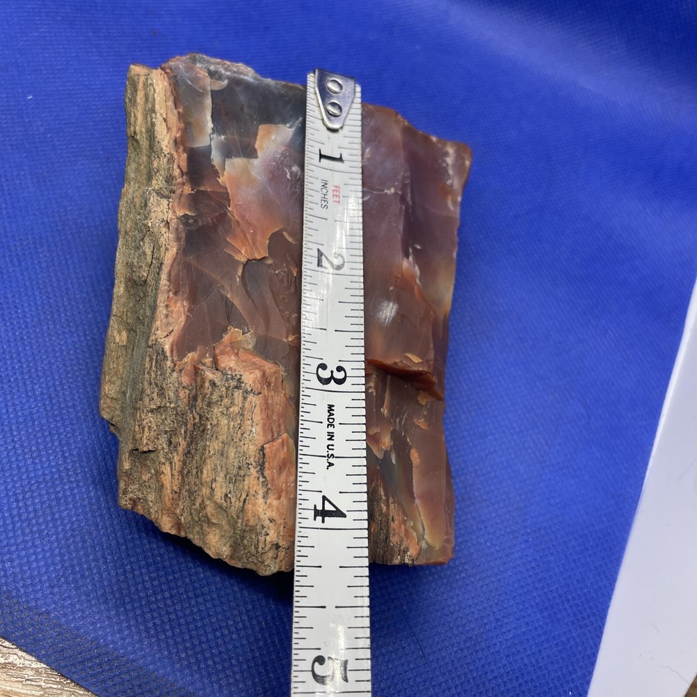 petrified wood slab