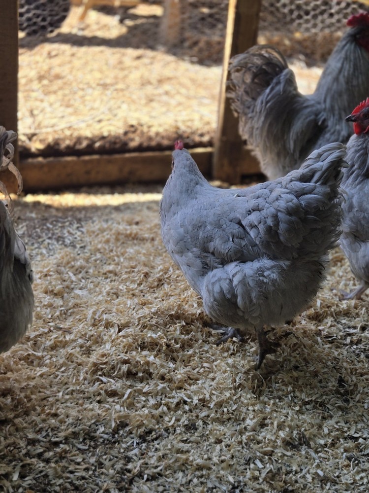 Lavender Orpington Hatching Eggs 12 Plus 2