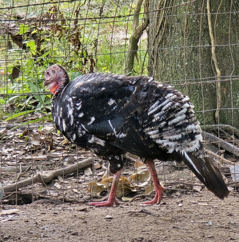 6 + Mottled Turkey Hatching Eggs Purebred
