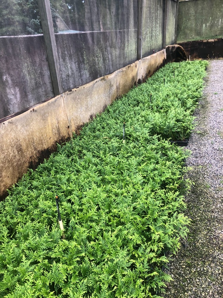 100-Thuja Green Giant Liners