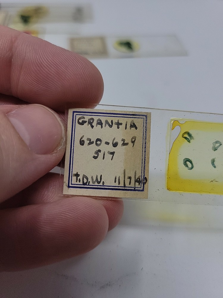 Vintage Microscope Slide 1940