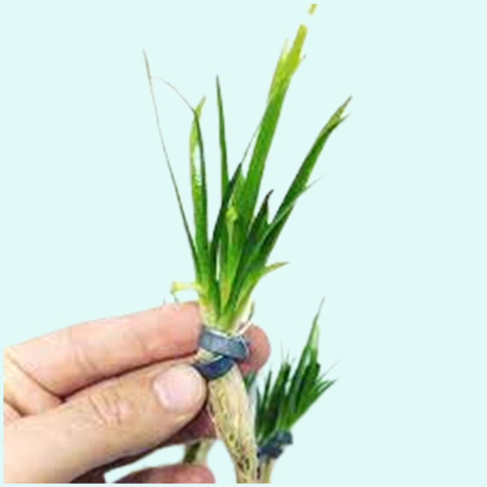 Dwarf Sagittaria (Subulata) Bundle