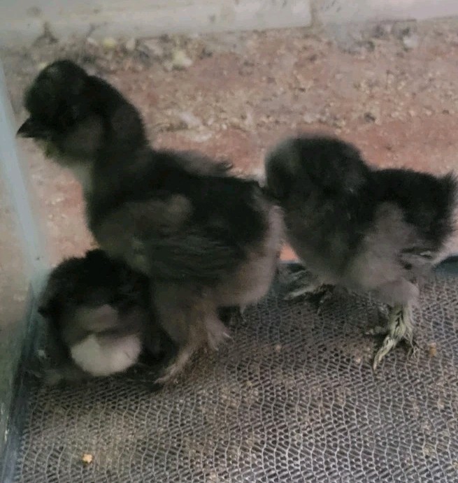 6 Purebred Bearded Black Silkie Hatching Eggs High Quality!