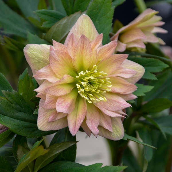 Hellebore Plants Mixed Double Flowered Seedlings