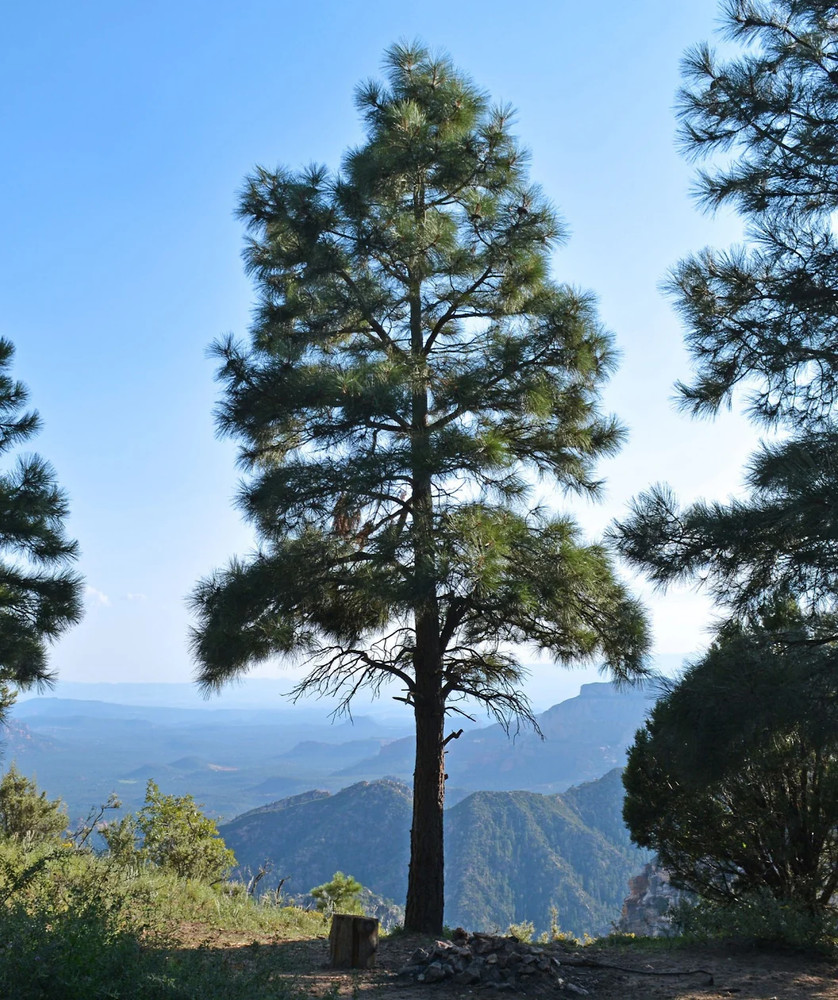 3 Ponderosa Pine Tree 6-12" Tall Starter Tree