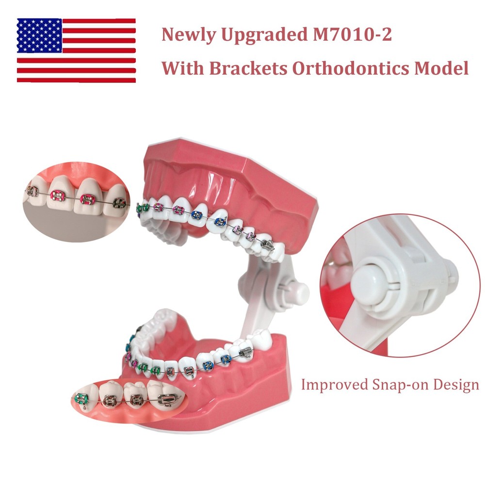 US Dental Orthodontic Teeth Model Typodont Demonstration Model with Brackets