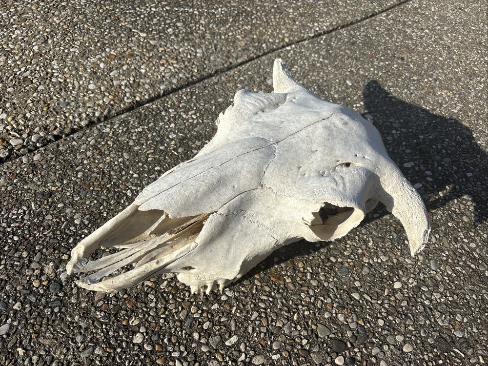 Authentic female Buffalo Skull