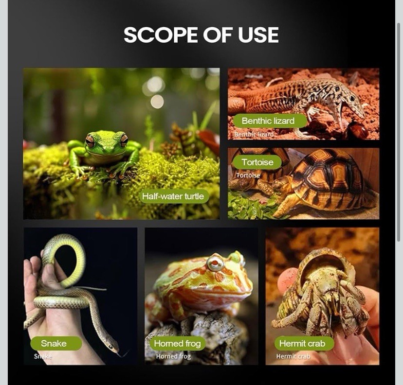 Jumping Spider Habitat