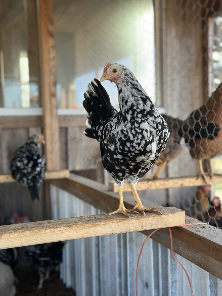 6+ Exchequer Leghorn Hatching Eggs