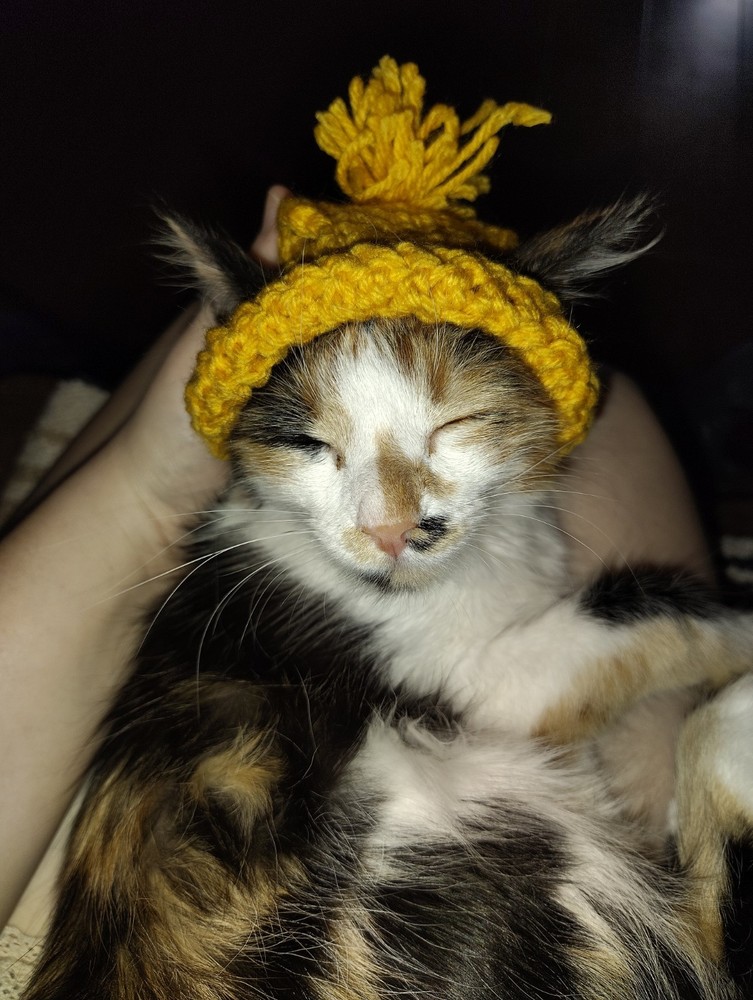 Crochet Cat Boggins
