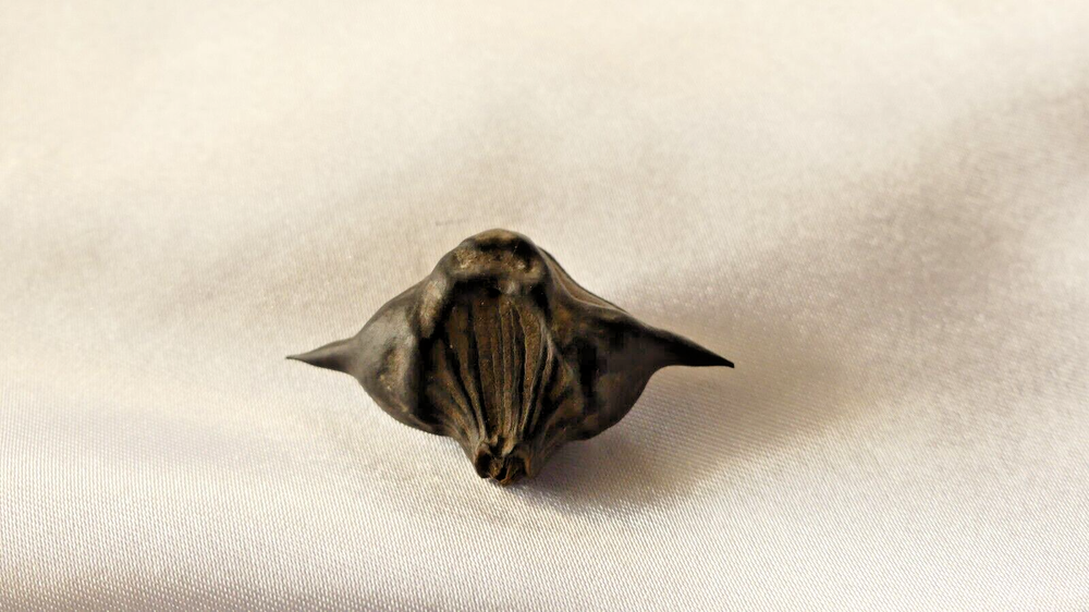 devil pod- bat nuts (3pcs)