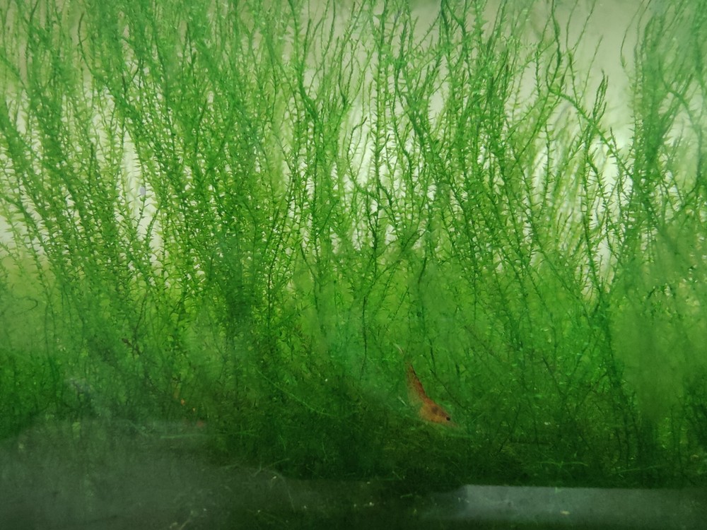 Live aquarium moss