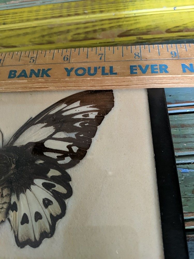 Vintage Real Butterfly,Or Moth Specimen, Framed,