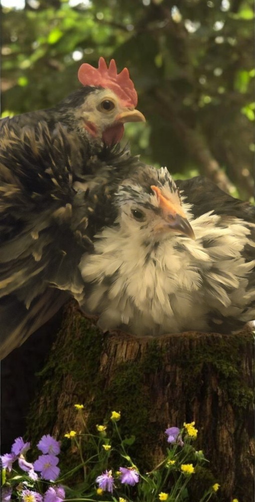 6+ Serama Hatching Eggs. Smooth and frizzle