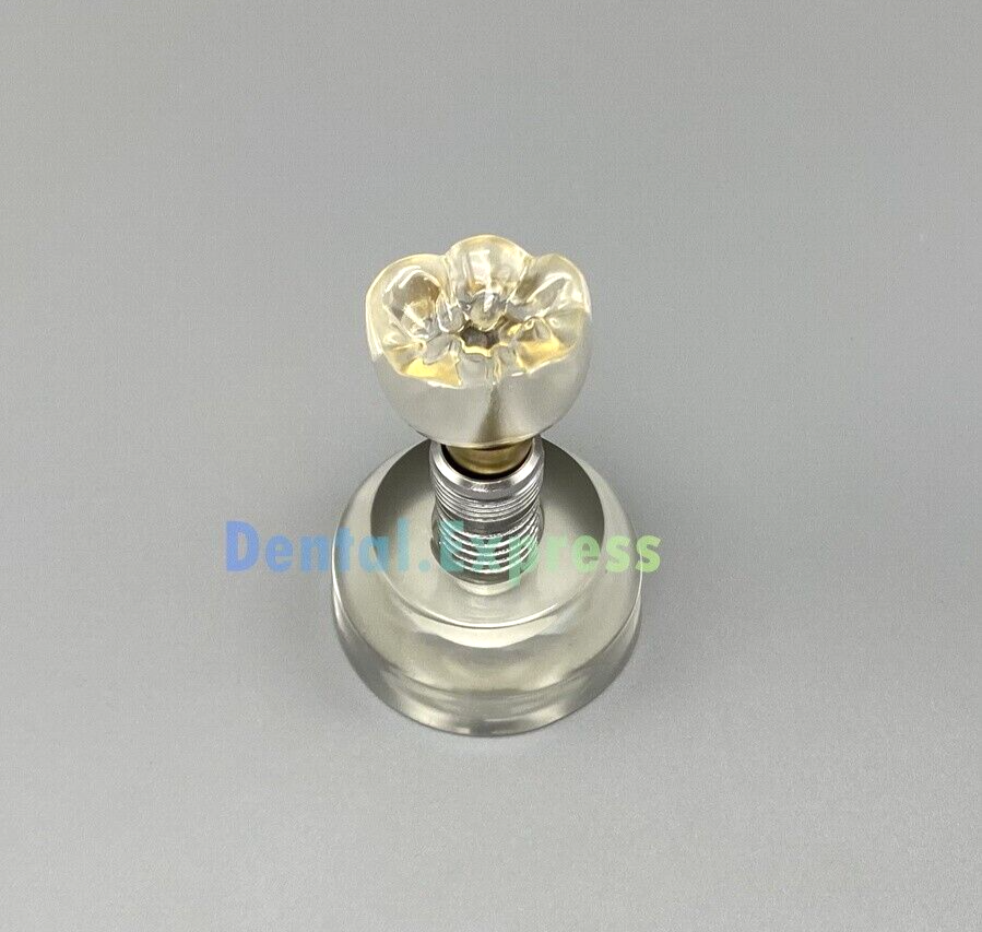 M2020 Dental Implant Model Demonstration Teeth Study Teaching Models Detachable