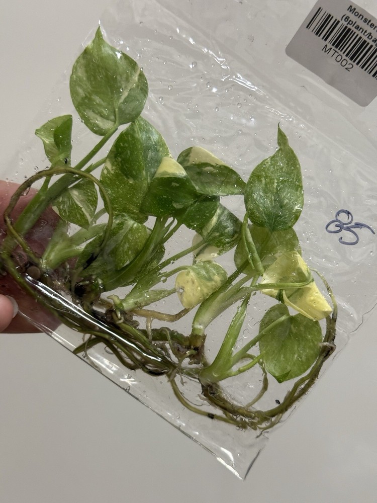 6 Variegated Monstera Thai Constellation TC Bag