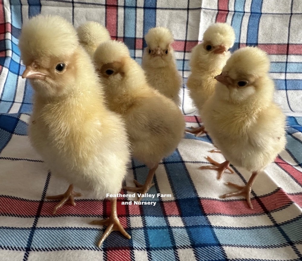 6 Buff Laced Polish - Hatching Eggs - NPIP -PreOrder