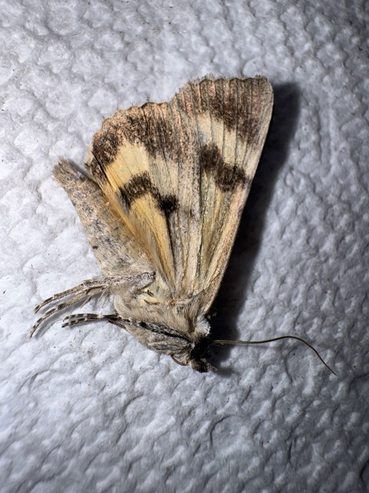 BY5 - Small Yellow Catacola Underwing Moth 2