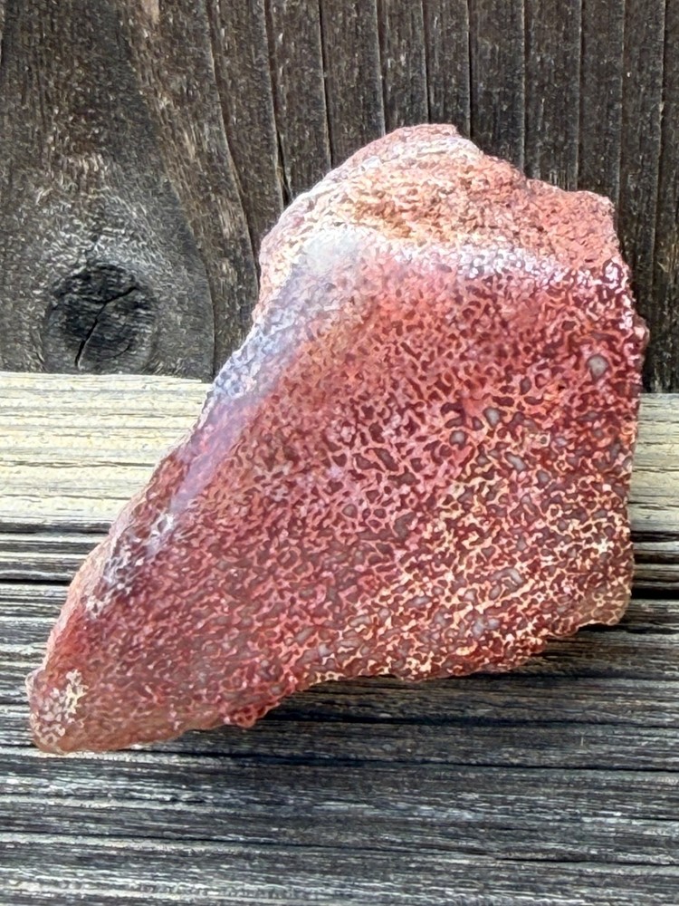 Dinosaur Gem Bone Polished Fossil Display