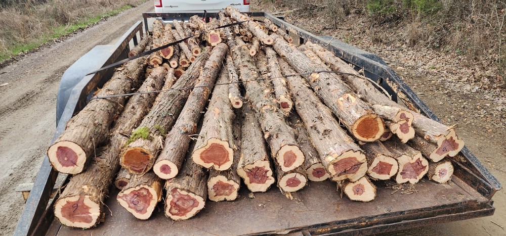 Red Cedar craft logs