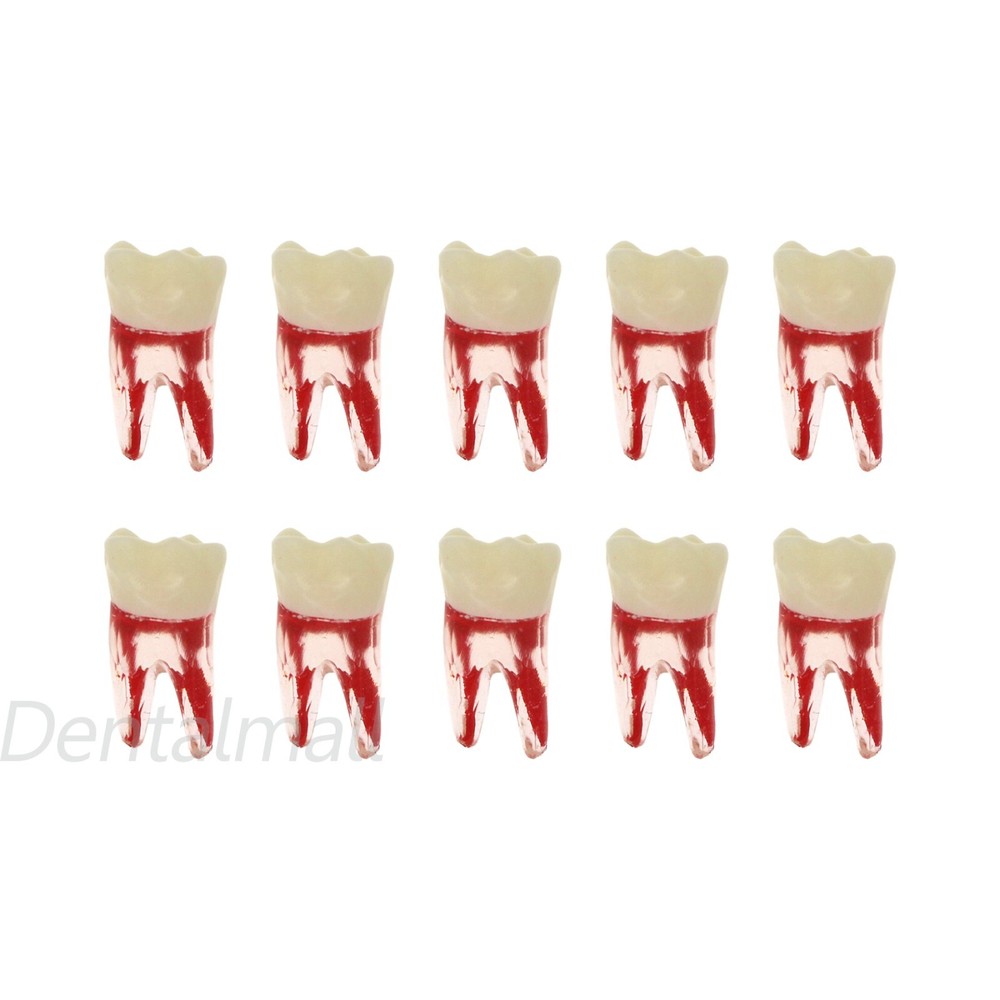 10 Size Dental Root Canal Practice Model Teeth for Pulp Study RCT Endo File