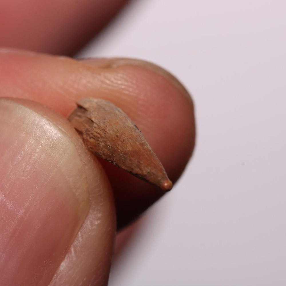 Dinosaur Age Crocodile Tooth NICE QUALITY from Hell Creek Formation Cretaceous