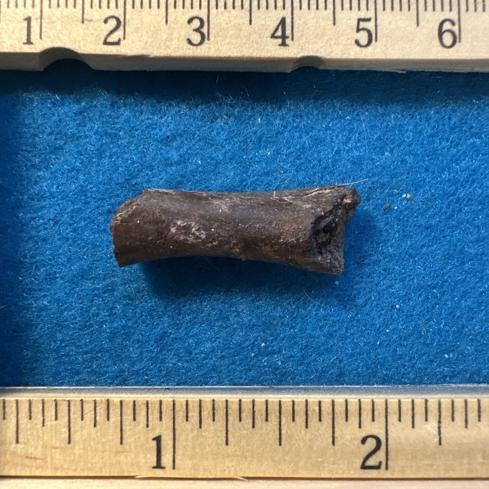 Dimetrodon Limb Bone Fossil in Display Case Extinct Pre-Dinosaur