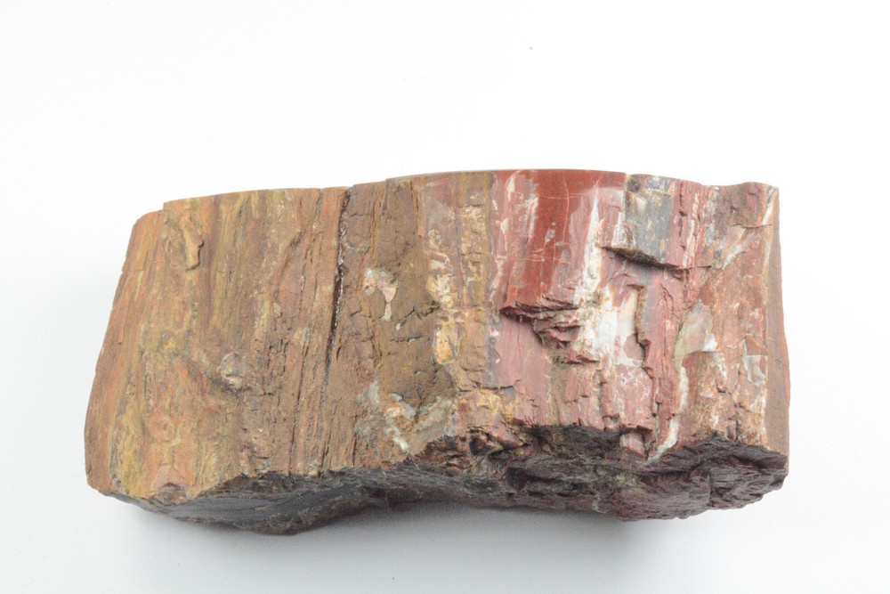 Petrified Wood Circle Cliffs Utah Polished